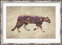 Framed Arizona Mountain Lion