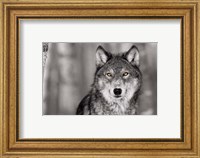 Framed Pop of Color Wolf