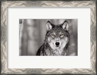 Framed Pop of Color Wolf