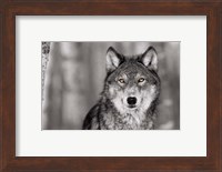 Framed Pop of Color Wolf