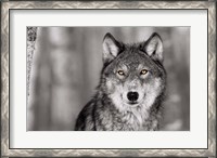 Framed Pop of Color Wolf