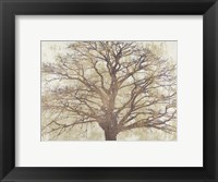 Framed Sacred Oak