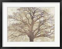 Sacred Oak Framed Print