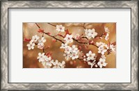 Framed Sakura