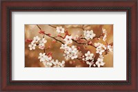 Framed Sakura