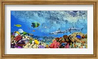 Framed Reef Sharks and fish, Indian Sea