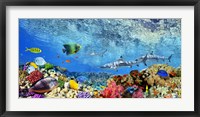 Framed Reef Sharks and fish, Indian Sea