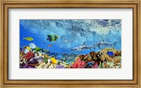 Framed Reef Sharks and fish, Indian Sea