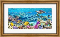 Framed Sea Turtle and fish, Maldivian Coral Reef