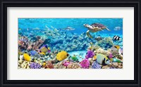 Framed Sea Turtle and fish, Maldivian Coral Reef