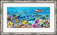 Framed Sea Turtle and fish, Maldivian Coral Reef