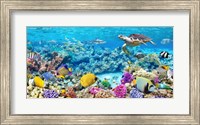 Framed Sea Turtle and fish, Maldivian Coral Reef