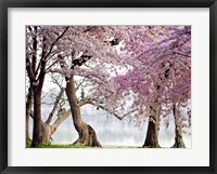Framed Cherry trees bloom, Washington, USA