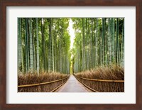 Framed Bamboo Forest, Kyoto, Japan