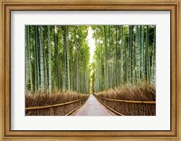 Framed Bamboo Forest, Kyoto, Japan