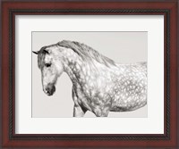 Framed Leia, Andalusian Pony