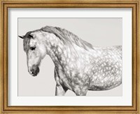 Framed Leia, Andalusian Pony
