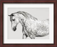 Framed Leia, Andalusian Pony