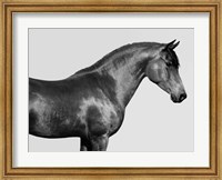 Framed Orpheus, Arab Horse