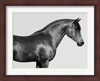 Framed Orpheus, Arab Horse
