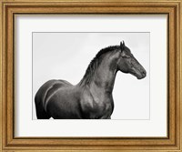 Framed King Mamba, Stallion