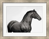 Framed King Mamba, Stallion