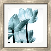 Framed 'Translucent Tulips III Sq Aqua' border=