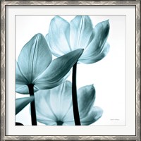 Framed Translucent Tulips III Sq Aqua