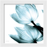 Framed 'Translucent Tulips II Sq Aqua' border=