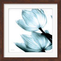 Framed 'Translucent Tulips II Sq Aqua' border=