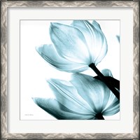 Framed Translucent Tulips II Sq Aqua