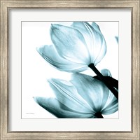 Framed Translucent Tulips II Sq Aqua