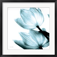 Framed Translucent Tulips II Sq Aqua