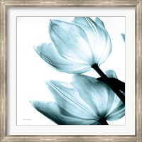 Framed Translucent Tulips II Sq Aqua