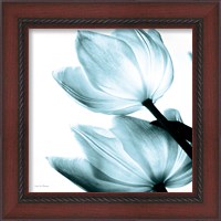 Framed 'Translucent Tulips II Sq Aqua' border=