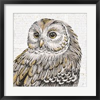 Beautiful Owls I Framed Print