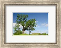 Framed Mississippi, Greenville Winterville Mounds