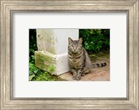 Framed Mississippi, Columbus House cat at Waverley Plantation Mansion
