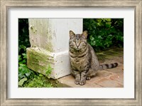 Framed Mississippi, Columbus House cat at Waverley Plantation Mansion