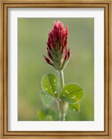 Framed Crimson or Italian flora clover, Mississippi