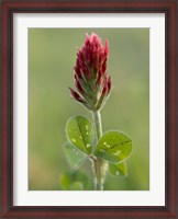 Framed Crimson or Italian flora clover, Mississippi