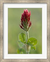 Framed Crimson or Italian flora clover, Mississippi
