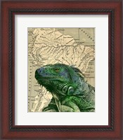 Framed Brazilian Iguana