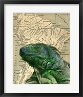 Framed Brazilian Iguana