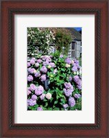 Framed Massachusetts, Nantucket, Siasconset, Home Flowers