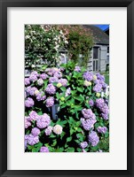 Framed Massachusetts, Nantucket, Siasconset, Home Flowers