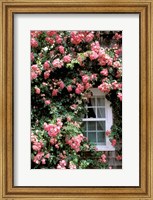 Framed Massachusetts, Nantucket Island, Roses and home