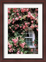 Framed Massachusetts, Nantucket Island, Roses and home