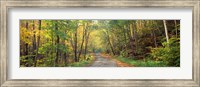 Framed Road passing through autumn forest, Golf Link Road, Colebrook, New Hampshire