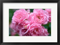 Framed Pink Landscape Roses, Jackson, New Hampshire